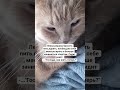 Ленка решила жить по новому #настроение #котмишель #cat #мем #приколы