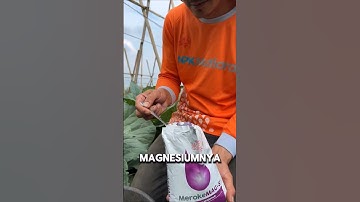 Pupuk Penting... ‼️Saat Musim Hujan #awyagrochanel #pertanian #petani #npkmutiara #pupukmusimhujan