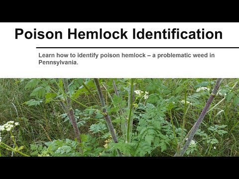 Видео: Poison Hemlock Control - Информация и управление на отровния магданоз