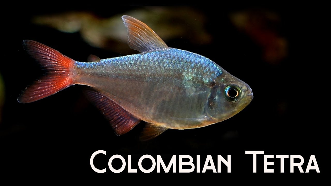 All About Colombian Tetra: Big, Beautiful, Bit Piranhary