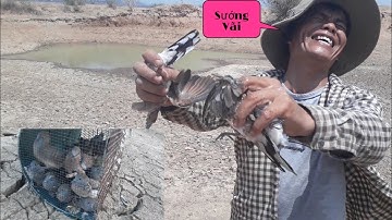 Bẫy chim tàn hình, bắt chim mỏi tay