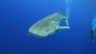 TOP 10 Things to see Scuba Diving in Koh Tao, Thailand screenshot 2