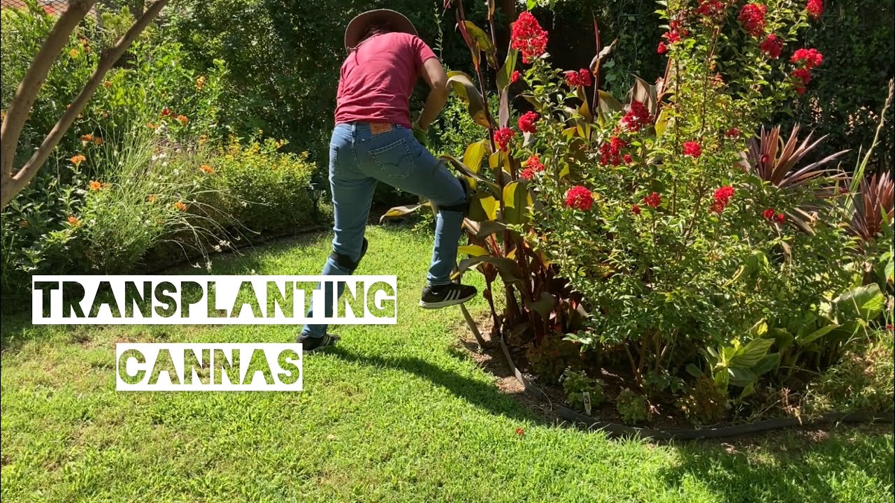 Transplanting Cannas YouTube