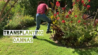 Transplanting Cannas