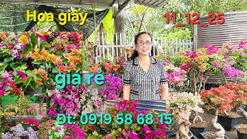 @ Ngày 11_12_2025 Nhà vườn Bình An giao lưu hoa giấy nhiều loại giá rẻ 