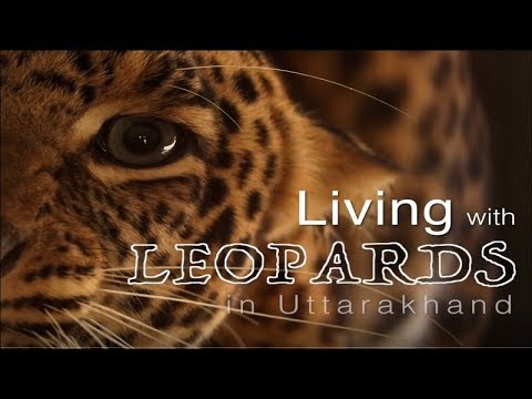 Living with Leopards_in Uttarakhand - YouTube
