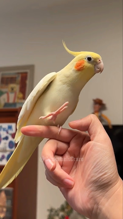 If you are Happy and you know it Biu Biu 🎶🥰🦜 #cockatielscraze #birdsinging #cutepets