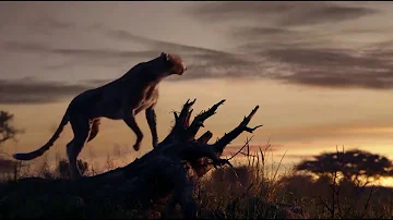 Lion King 2019 Music Video-Spirit (Beyonce)