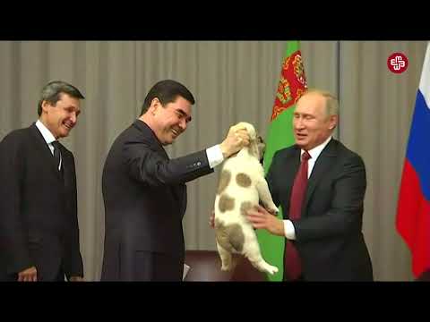 Video: Sandıq Təlimi Puppies & Dogs