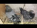 Николаевские голуби. Почему периодически рождаются нежизнеспособные птенцы? Небольшой обзор