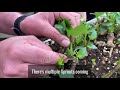 Dahlia cuttings