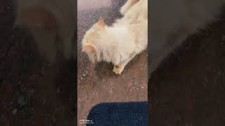 school ഇപ്പൊ തുറക്കുമല്ലോ 😺❤️#fundubamalayalam#animal dub#dubberakil