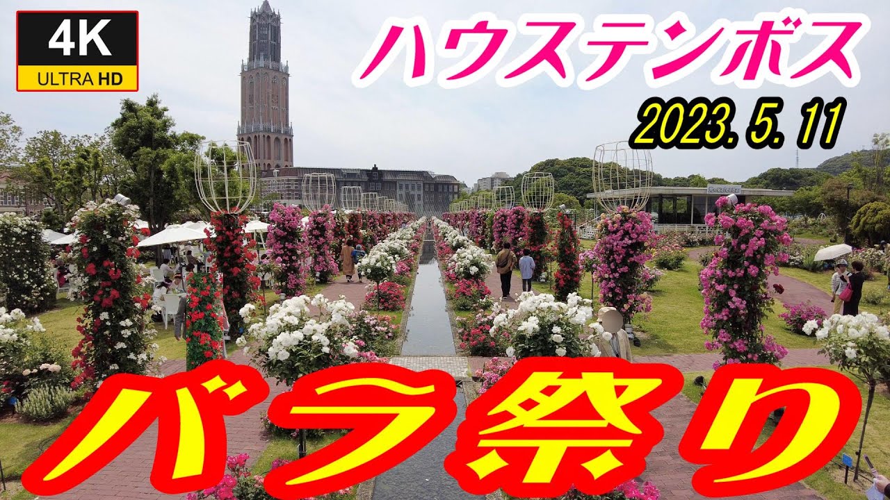 Huis Ten Bosch ✨ ハウステンボス 🌹 バラ祭 🌹 アジア最大級 ✨薔薇見頃です🌹ミッフィーセレブレーションパレード も 🤗 2023.5.11
