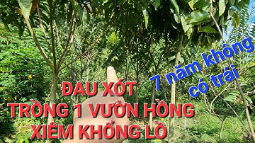 Bức xúc trồng hồng xiêm khổng lồ 7 năm chưa ra trái @hongxiemruotokhonglof1240