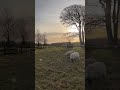 NATIONAL TRUST  🐏🐏 @nationaltrustcharity #shortsfeed #nationaltrust #sheep #sunset #nature #uk