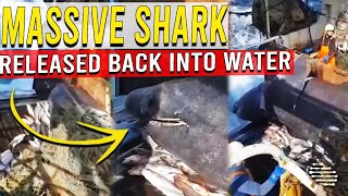 Big Shark Getting Released Back Into Water by Worker on a Boat