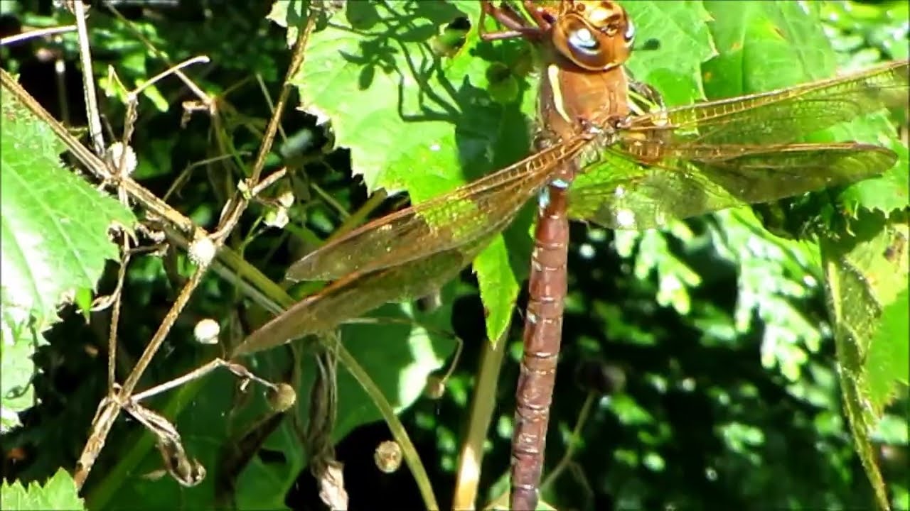 Bruine glazenmaker - Aeshna grandis ♂️ - Annelies van Klinken