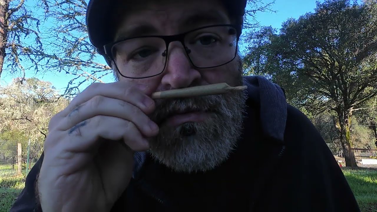 Papaya x Purple Punch Pre Roll | Выращено в Гумбольдте | 12 Jays of Christmas | 4th Jay of Christmas