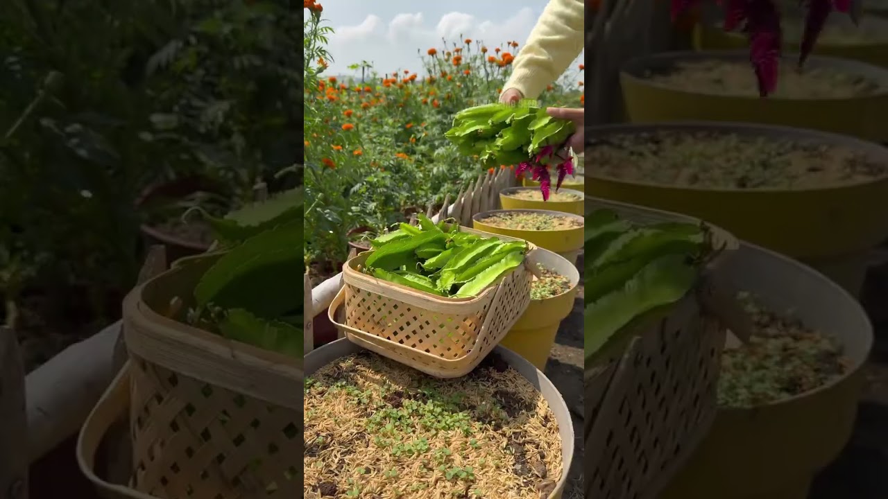 Thu hoạch Đậu rồng (Đậu Khế) - Rạng Đông Seeds #hatgiongrangdong #rangdongseeds