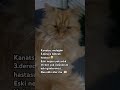 #cat #reels #yavruhayvanlar #kedde #keşfet #kedi #catvideos #love #kitten #cutecat #reels #keşfet
