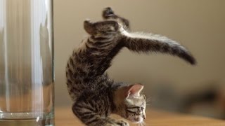 #CATS #CITTY #FUNNY CATS #СМЕШНЫЕ КОТЫ #ПРИКОЛЬНЫЕ КОТЫ Рыжий зверь достаёт добычу из норы #CATS #CITTY #FUNNY CATS #СМЕШНЫЕ КОТЫ #ПРИКОЛЬНЫЕ КОТЫ Рыжий зверь достаёт добычу из норы
