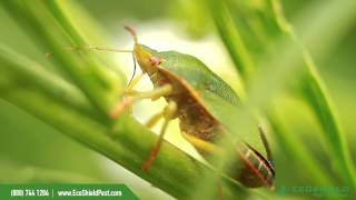 Eco Shield Pest Control | We Know Bugs - Green  Stink Bug