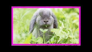 Kaninchen im Frühling impfen lassen by EDD Channel 131 views 5 years ago 5 minutes, 51 seconds