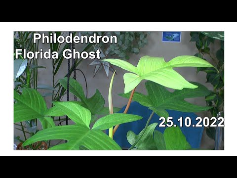 Video: Wie schnell wachsen Florida-Kiefern?