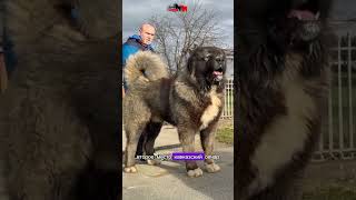 #люди #собака #людипро #видео #собаки #суперсобака #животныешляйх #друзья #топ #corgi