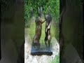 different rabbit funny sculpture #shorts #short