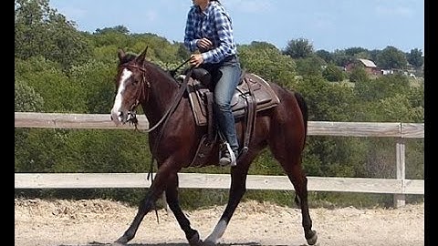 Paisley      ***For info, price, etc., go to our website*** Valley View Ranch