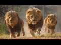 NOOLASHA LIBAAXYADA|| LIONS LIVING