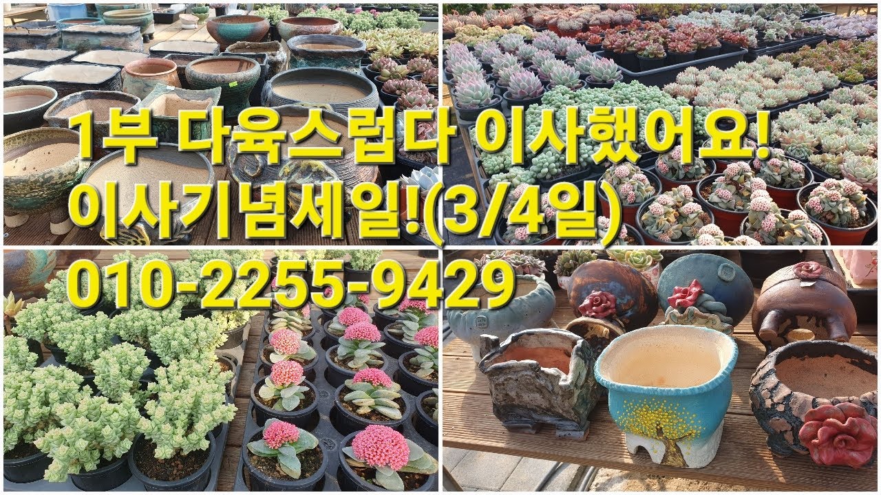 1부 다육스럽다 이사했어요! 이사기념세일!(3/4일)010-2255-9429