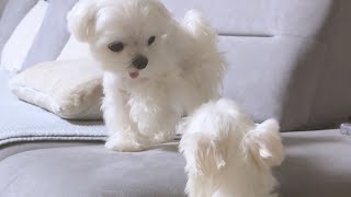 A Maltese Who Met His Doppelganger