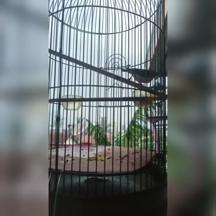 Rambatan paruh merah istimewa  suara 2 versi   isian kenari