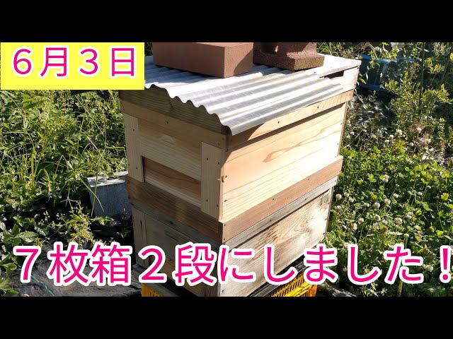 7枚箱を継箱して、ようやく2段にしました！ - YouTube