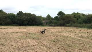 Skippy the adventure dog in the Farndon field running fast Bedlington terrier cross BEDSPRING doggy!