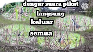 Hunting Burung ruak ruak di spot bekas ladang jagung dekat persawahan dengan suara pikat 