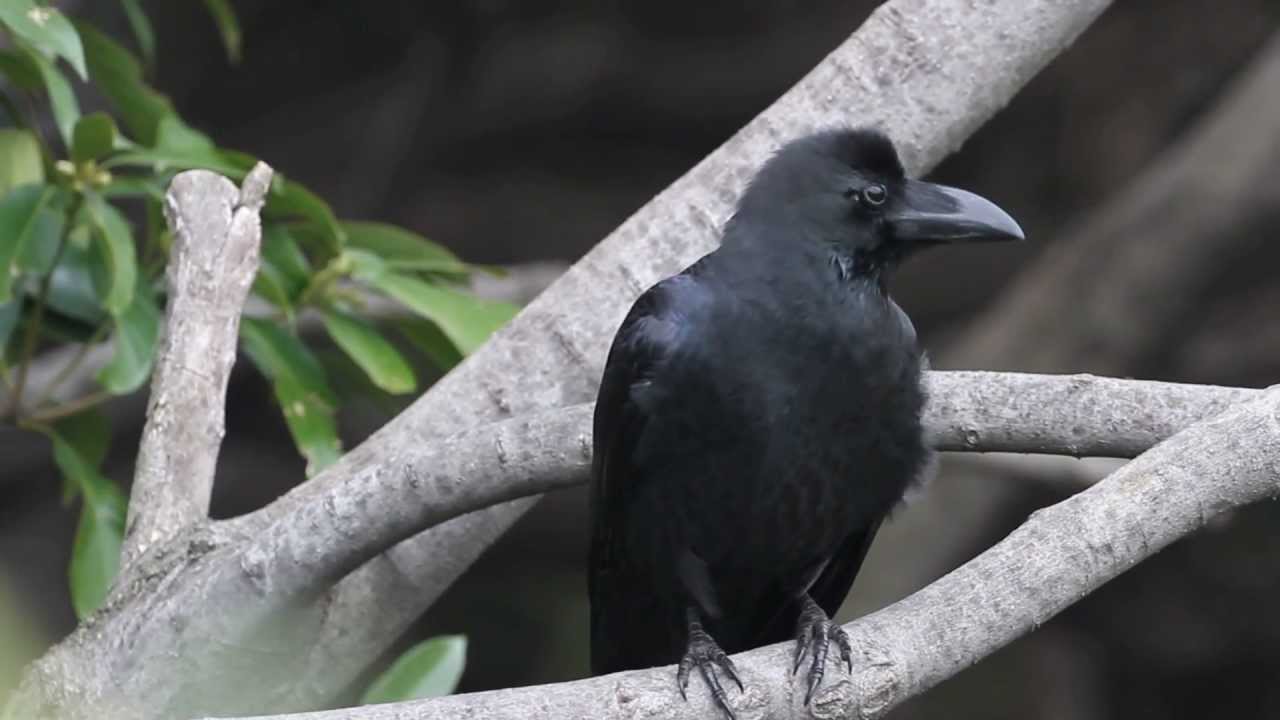 Large-Billed Crow- Corvus macrorhynchos   ハシブトガラス