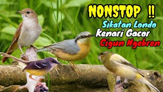 NONSTOP ISIAN MURAI TEMBAKAN MANTAP !! SIKATAN LONDO VS CIGUN NGEBREN VS