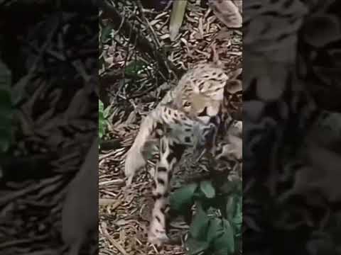 Leopard baby Attack Big Python #leopard #leopardvspython #shortvideo #snake #cobra #shorts #ular