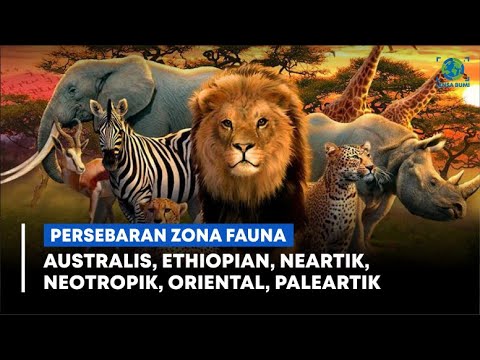 Video: Spesies Kuda: Keanekaragaman Fauna Bumi