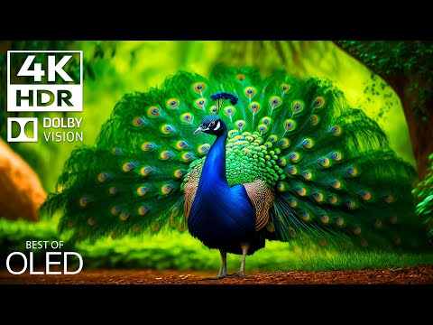 UNIQUE ANIMALS 4K HDR Dolby Vision  [COLOR BEAUTYR] with Cinematic Sound  (dynamic colors)