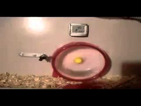 Hamster macht 12 Umdrehungen