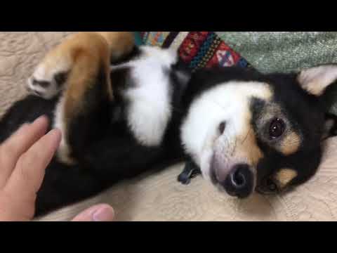 川山修一ブリーダーからお迎えした柴犬：ニコちゃん