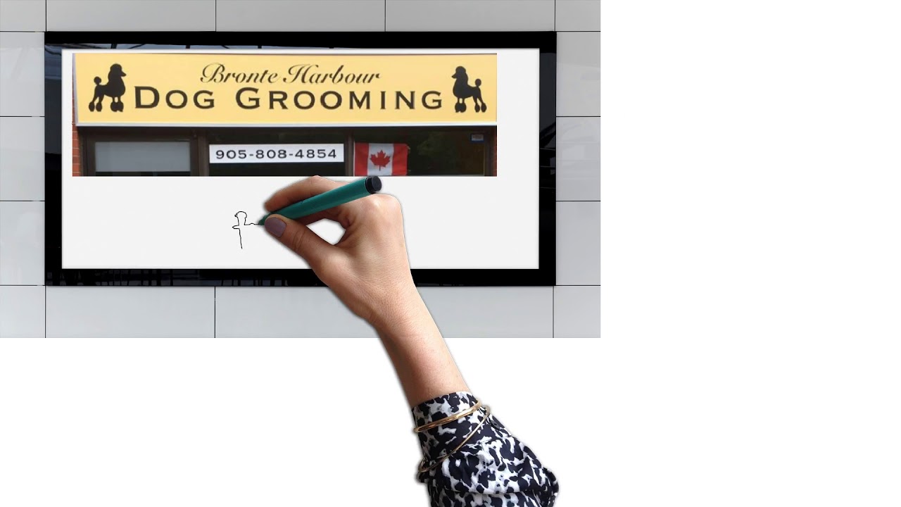 Dog grooming Dog Groomers In Oakville YouTube