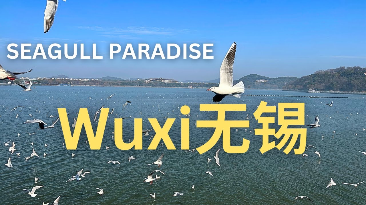 I’ve NEVER Seen This Many Seagulls! Yuantouzhu, Wuxi, China