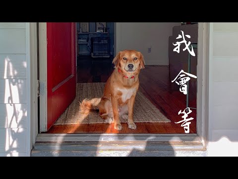 我會等 (Violin Guitar Duet) - 承桓