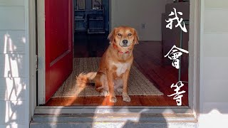 我會等 (Violin Guitar Duet) - 承桓