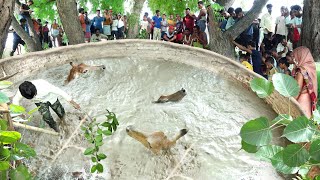 इस गांव में जंगली जानवर कुएं में गिरा हुआ था, कैसे बाहर निकाला!🤔Animal Rescue operation in the well